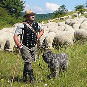 Schäfer am Wiesenhang mit Hütehund und Schafherde im Hintergrund