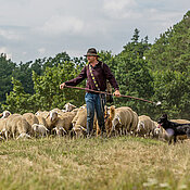 Schäfer mit Hütehund und Schafherde